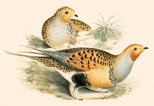 Sandhuhn