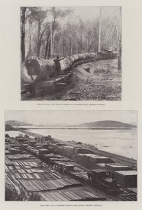Holzfällerei in Australien
