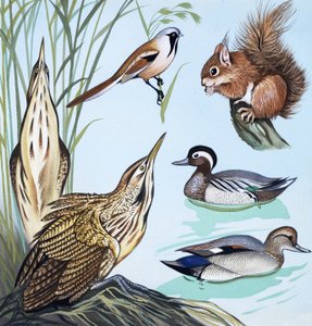 Vögel und Eichhörnchen
