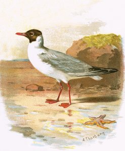Lachmöwe