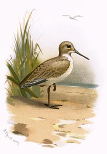 Alpenstrandläufer