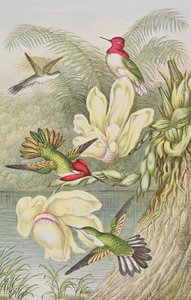 Kolibris unter tropischen Blumen