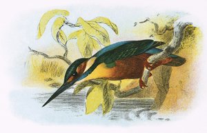Eisvogel