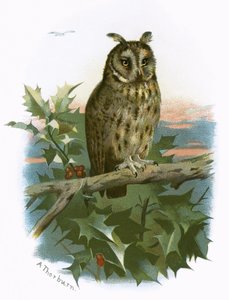 Waldohreule