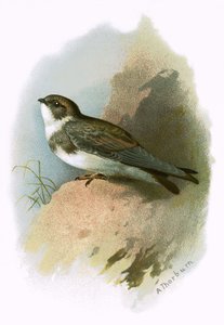 Uferschwalbe
