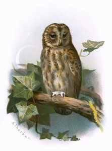 Waldkauz