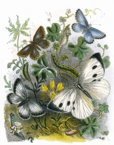 Das Schmetterlingsvivarium