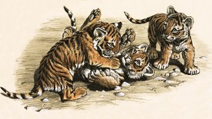 Tigerjunge