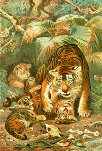 Tigerin und Junge