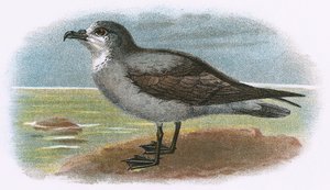 Weißkehl-Sturmvogel
