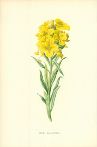 Alpen-Leinkraut