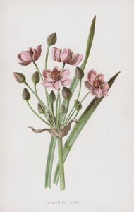 Blühender Igelkolben