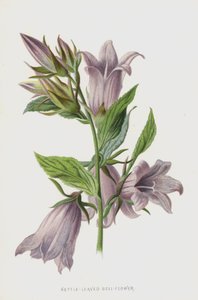 Nesselblättrige Glockenblume