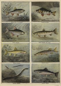 Französische Süßwasserfische