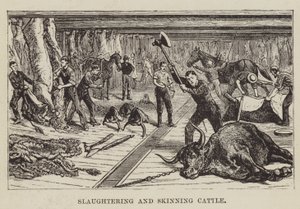 Schlachten und Häuten von Rindern