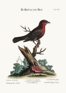 Der Rotbrust-Schwarzvogel, 1749-73