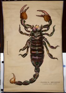 Poster eines Pandinus imperator