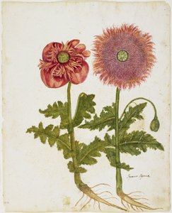 Mohnblumen (Papaver spp.)