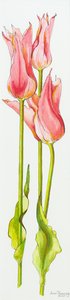Drei rote lilienblütige Tulpen Marianne