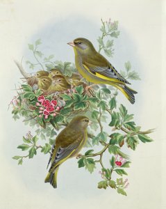 Grünfink, 1873