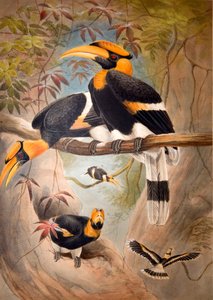 Konkaver Hornvogel, 1861