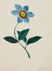 Sternblume