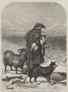 Der Hochlandhirte