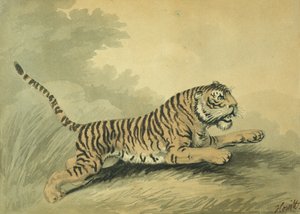 Eine Tigerin springt nach rechts, 1807