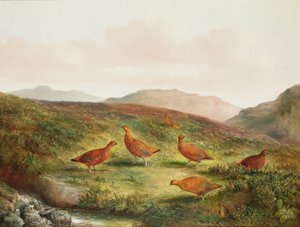 Moorhuhn in einer Moorlandschaft