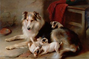 Ein Collie mit Foxterrier-Welpen