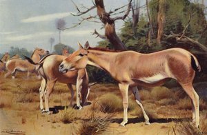 Asiatischer Wildesel
