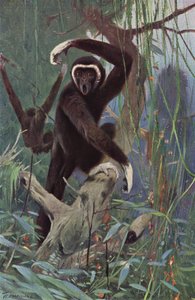 Weißhandgibbon