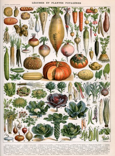 Illustration von Gemüsearten, ca. 1905-10 von (after) Alillot