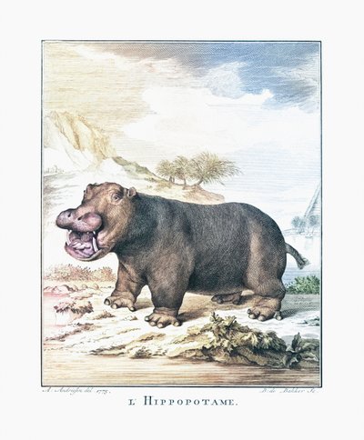 Ein Nilpferd (Hippopotamus amphibius) von (after) Dutch School