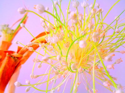 Zwiebelblüte Küche Blüte von Martina Konitzky