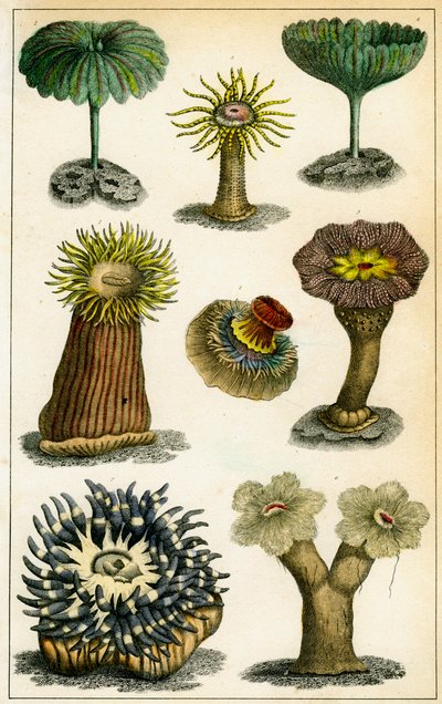 Seeanemonen, 19. Jahrhundert von A Fullarton and Co