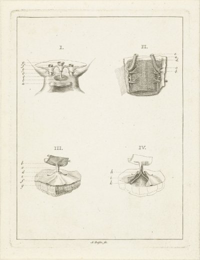 Durchschnitte von Pflanzen von Abraham Delfos