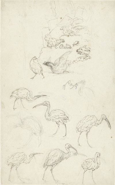 Studien von Vögeln von Abraham Meertens