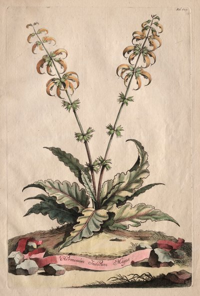 Phytographia Curiosa: Horminum Indicum Majus von Abraham Munting