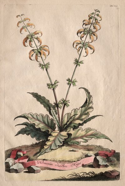 Phytographia Curiosa: Horminum Indicum Majus von Abraham Munting