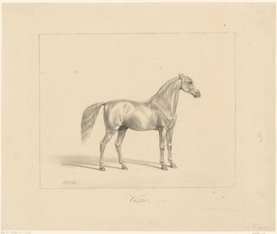 Arabischer Hengst von Abraham Vinkeles