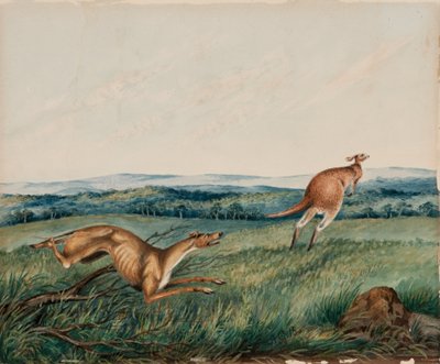 Hund jagt ein Känguru von Adam Gustavus Ball