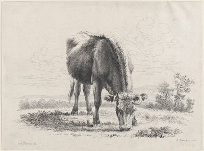 Weidende Kuh, 1805 von Adam von Bartsch