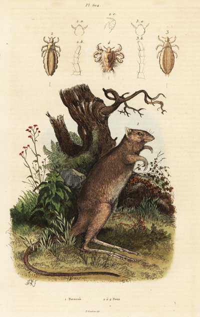 Langfüßiger Potoroo und Läusearten von Adolph (after) Fries