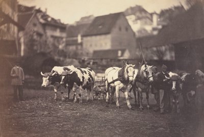 Ohne Titel Bauernhoftiere, 1850er von Adolphe Braun