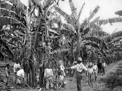 Bananenplantage, Jamaika, um 1905 von Adolphe Duperly and Son
