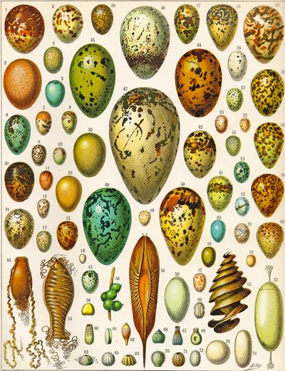 Illustration von Eiern, ca. 1923 von Adolphe Philippe Millot