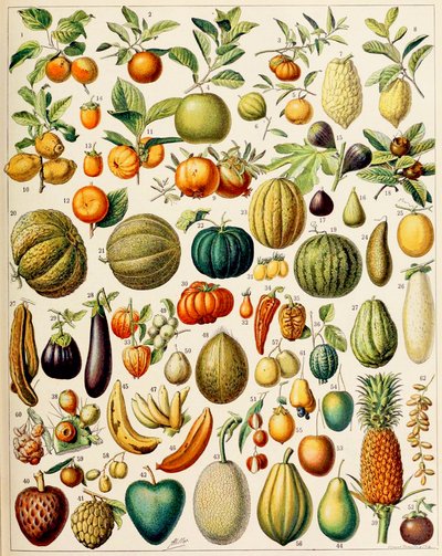 Illustration von Früchten, ca. 1923 von Adolphe Philippe Millot