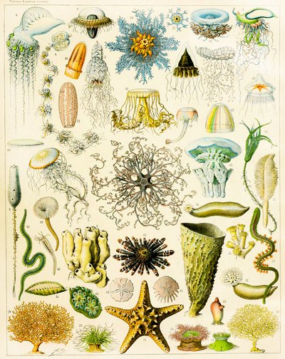 Illustration von Meeresorganismen, ca. 1923 von Adolphe Philippe Millot