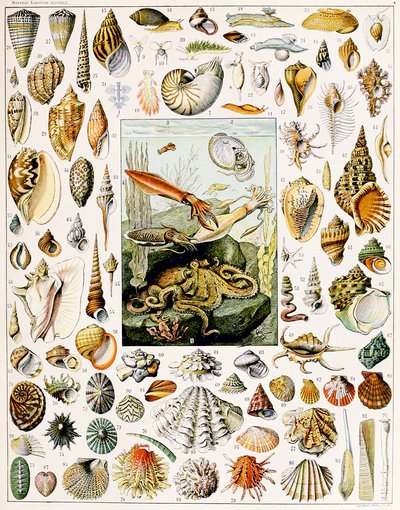 Illustration von Muscheln, ca. 1923 von Adolphe Philippe Millot